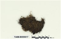 藏品(摺葉苔)的圖片